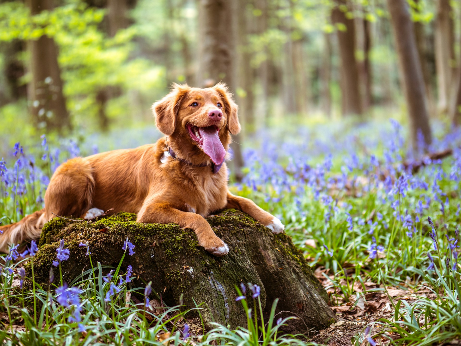Gama Completa para Cão Natural e Sustentável