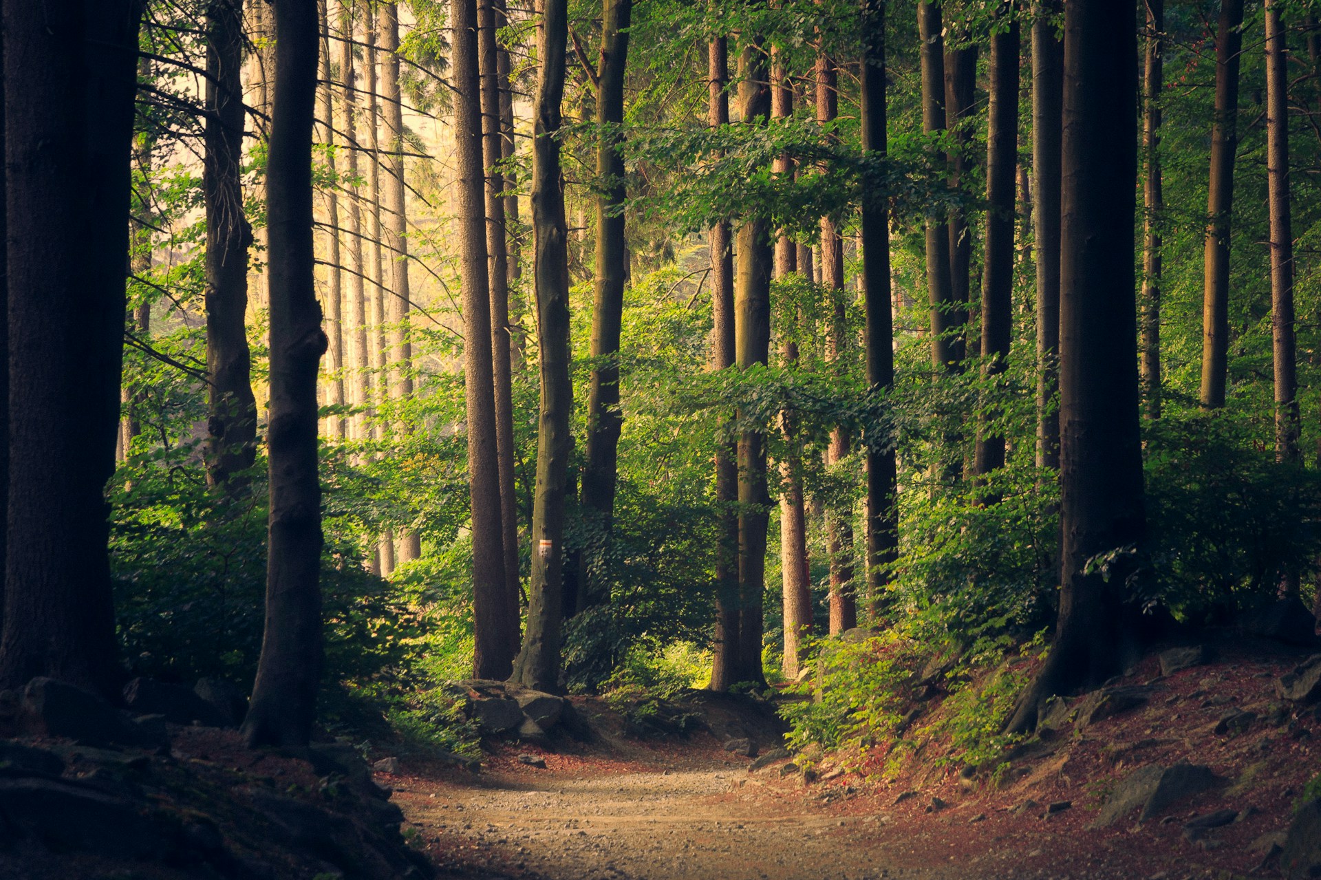 Projeto ForestWatch
