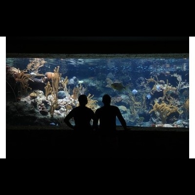 Conservação de Espécies