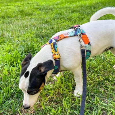 Coleiras Peitorais e Trelas para Cão Coloridas XS a XL
