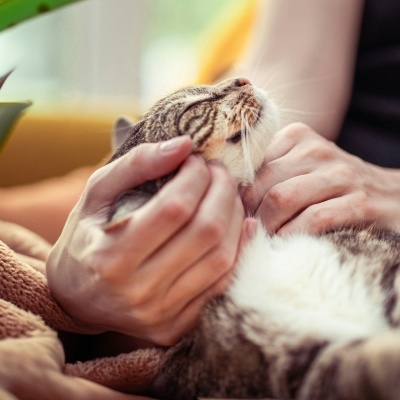 https://www.murta.eco/product/locao-de-limpeza-ocular-cao-e-gato-natural-e-vegan