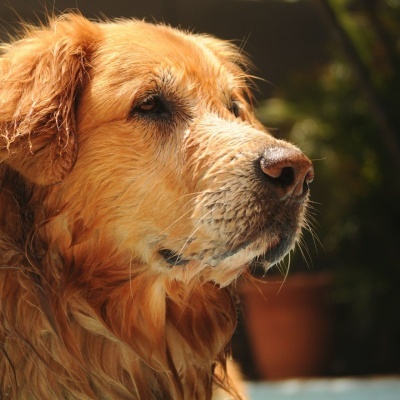 Champô Seco Cão Adulto Natural e Vegan