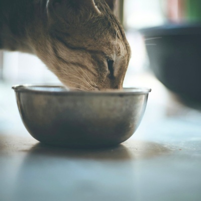 https://www.murta.eco/product/alimento-seco-para-gato-senior-natural-e-proteico