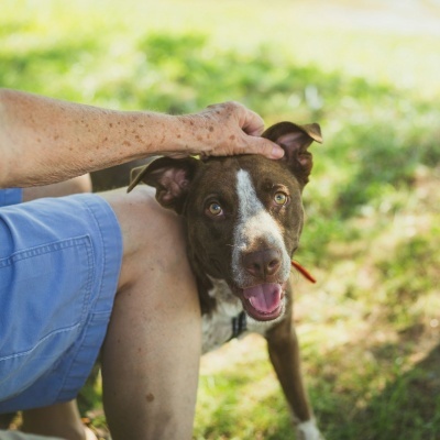 Loção de Limpeza de Ouvidos Cão e Gato Natural e Vegan