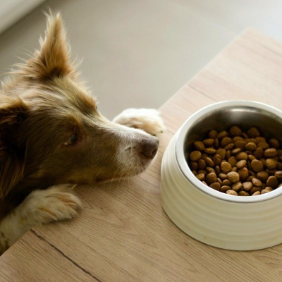 Alimento Seco para Cão Adulto Hipoalergénico
