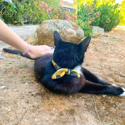 https://www.murta.eco/product/coleiras-peitorais-e-trelas-para-gato-artesanais-e-coloridas