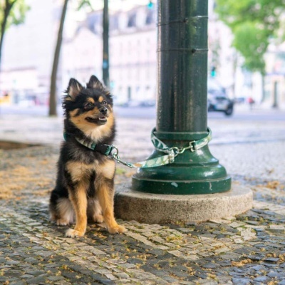 Cinto e Trela para Cão Mãos Livres