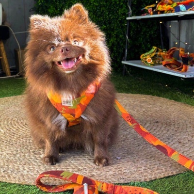 Coleiras Peitorais e Trelas para Cão Coloridas XS a XL