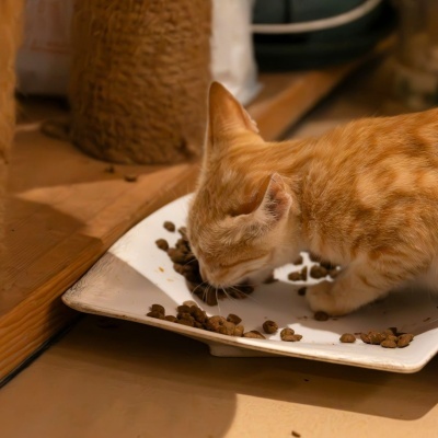 https://www.murta.eco/product/alimento-seco-para-gato-junior-natural-e-digestivo