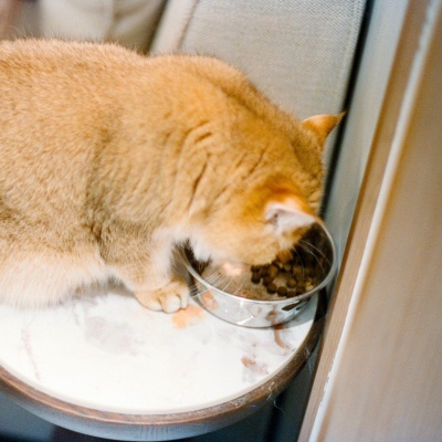 https://www.murta.eco/product/alimento-seco-para-gato-adulto-esterilizado-natural-e-equilibrado