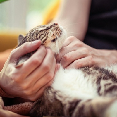 Cuide do seu Gato com Sustentabilidade e Ingredientes Naturais