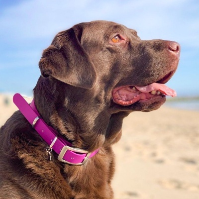 Coleira e Trela Impermeável para Cão S a XL