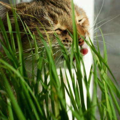 https://www.murta.eco/product/sementes-de-erva-natural-para-gato-e-coelho