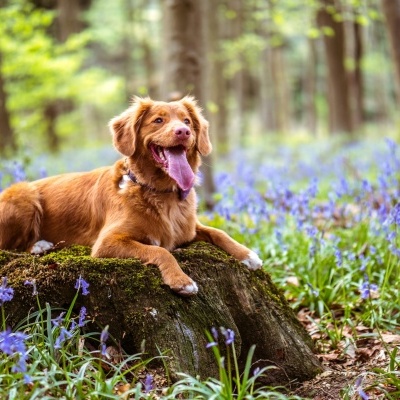 Gama Completa para Cão Natural e Sustentável
