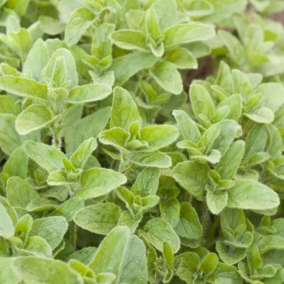 Conjuntos de Sementes Biológicas Portuguesas Conjuntos de Sementes Biológicas Portuguesas