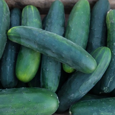 Sementes Biológicas Portuguesas Flores Aromáticas e Legumes