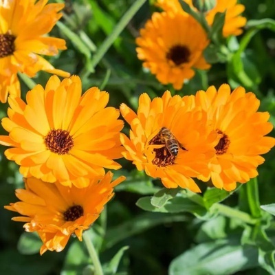 Conjuntos de Sementes Biológicas Portuguesas Conjuntos de Sementes Biológicas Portuguesas