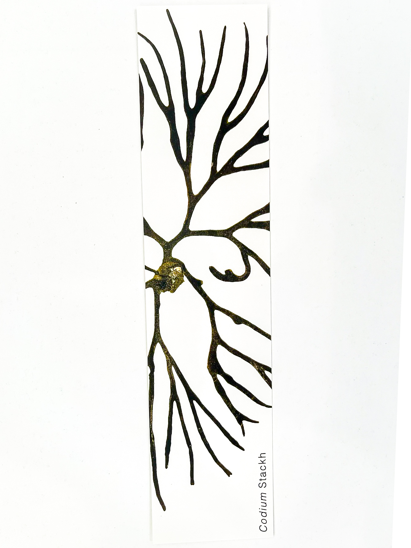 Marcador de Páginas Algas