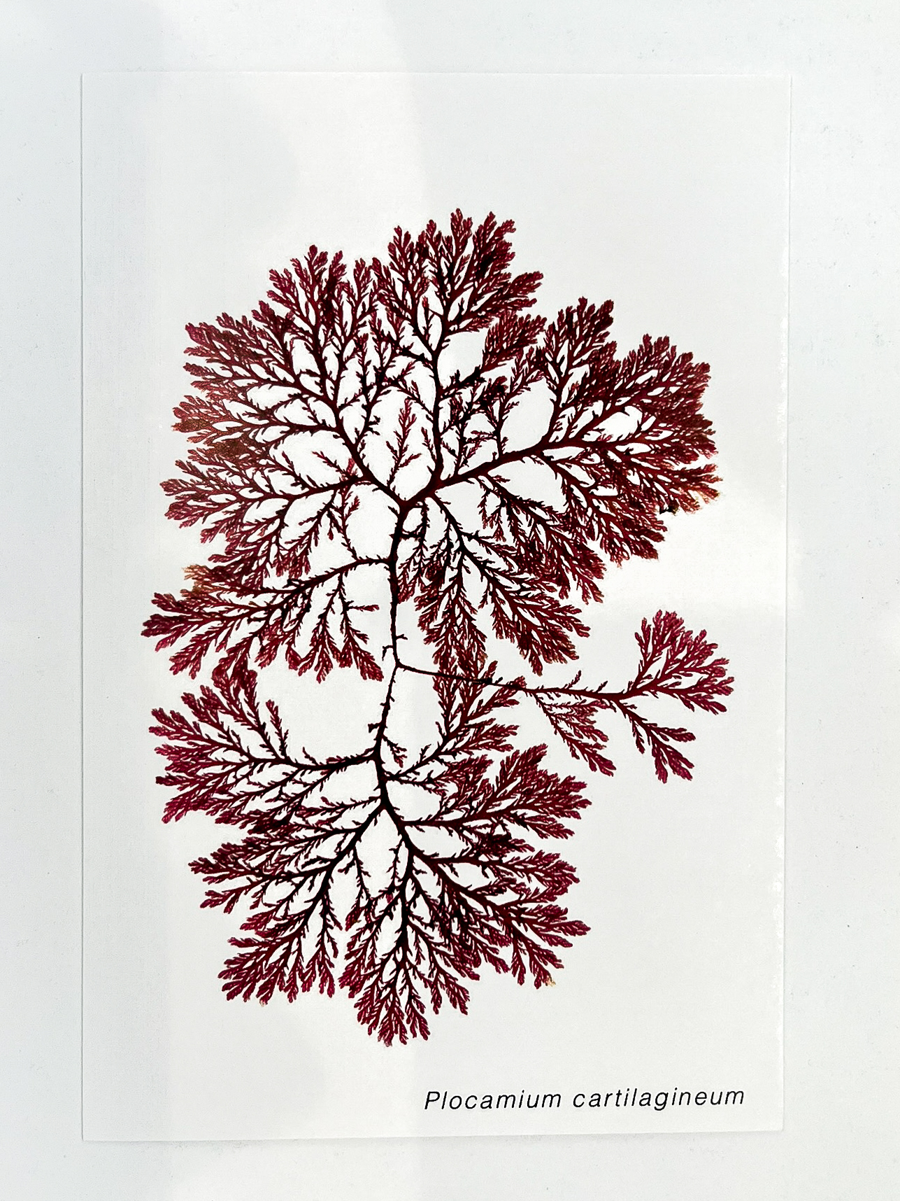 Postal de Algas Marinhas