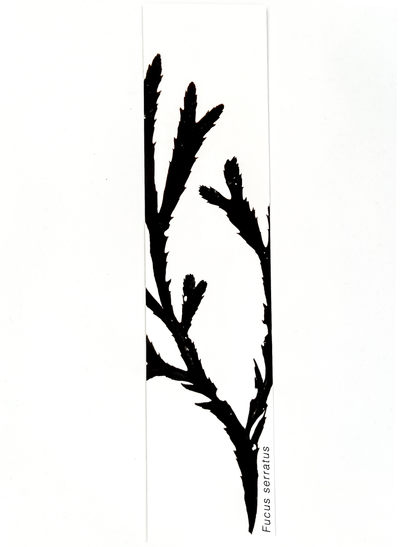 Marcador de Páginas Algas