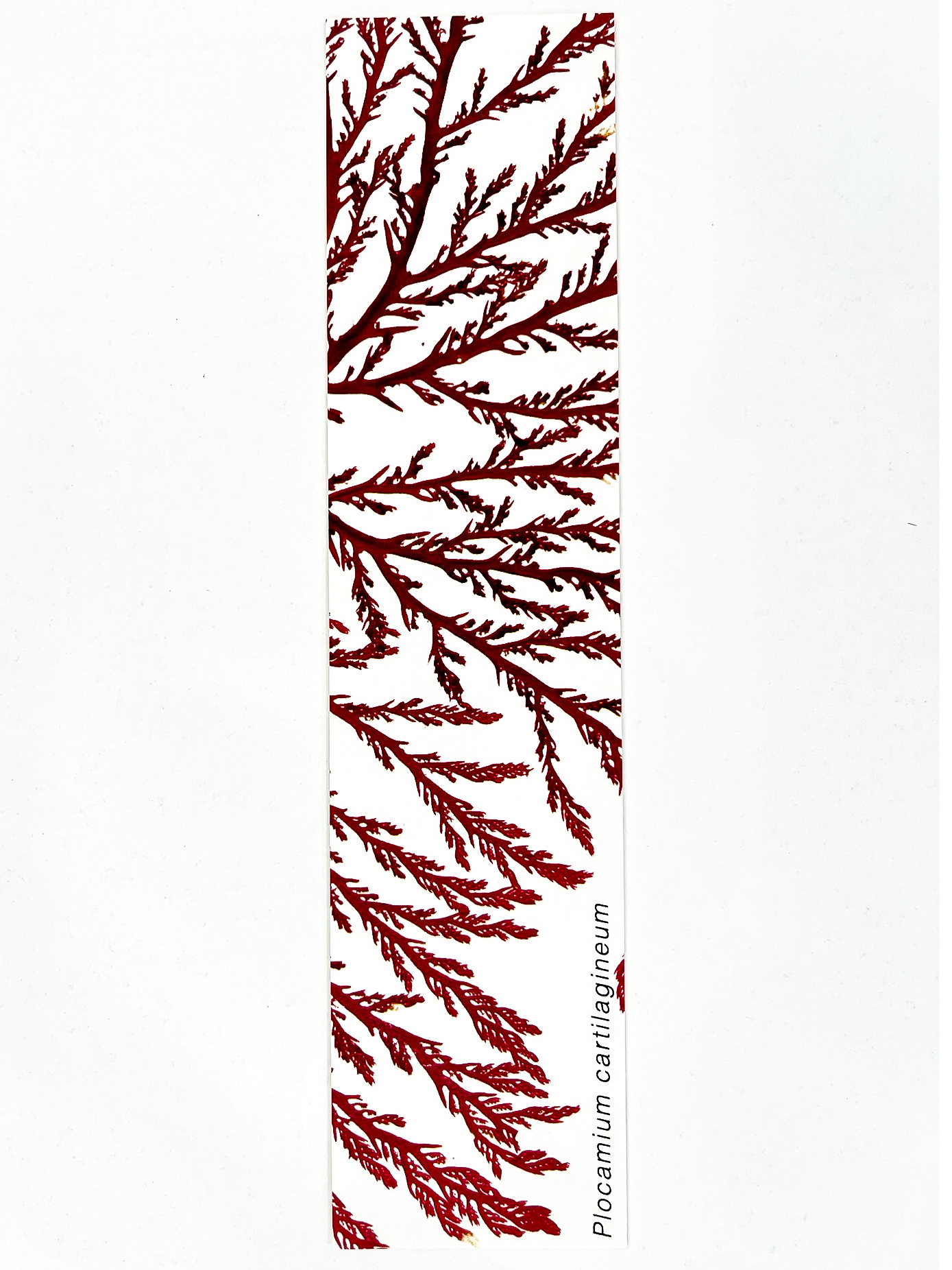 Marcador de Páginas Algas