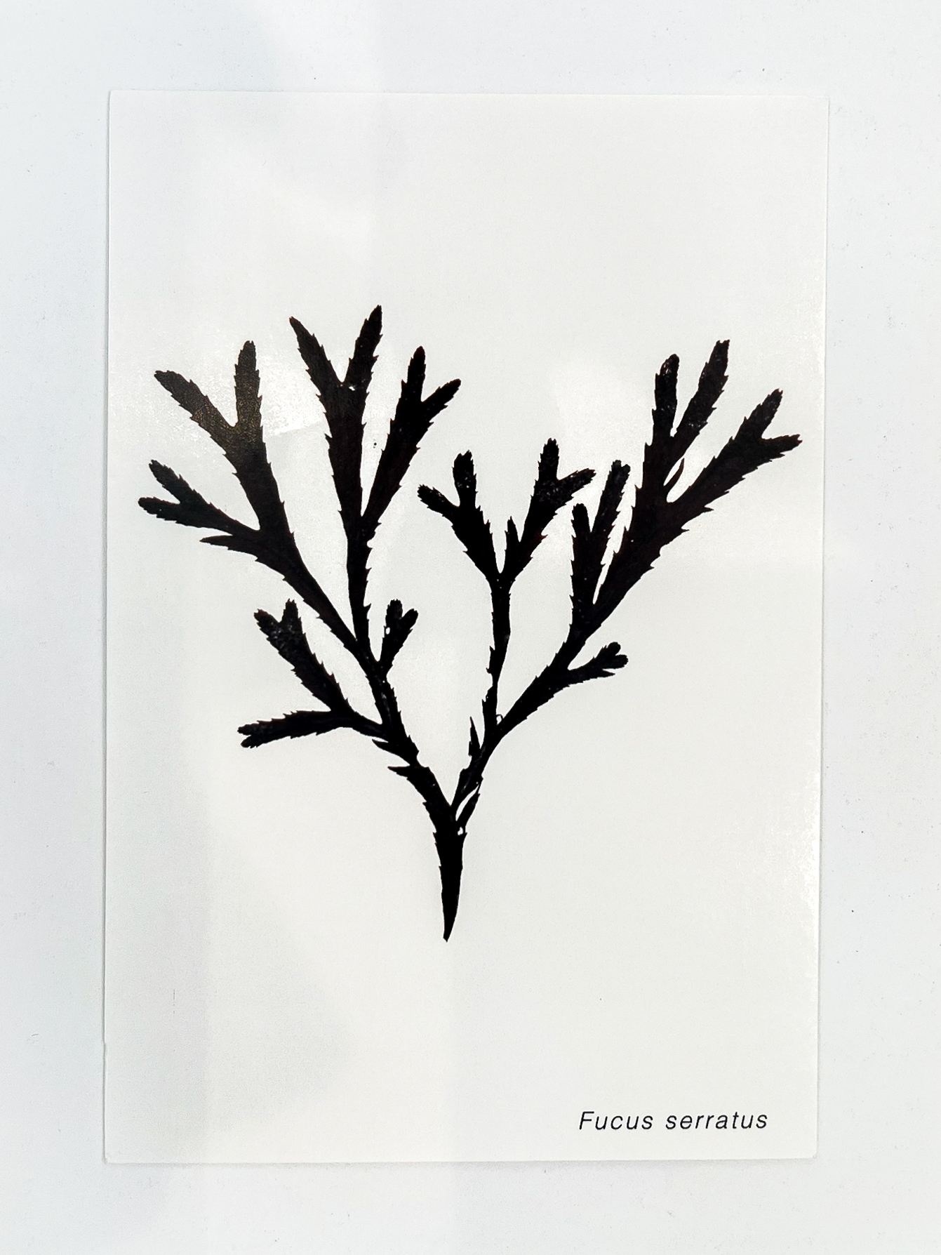 Postal de Algas Marinhas