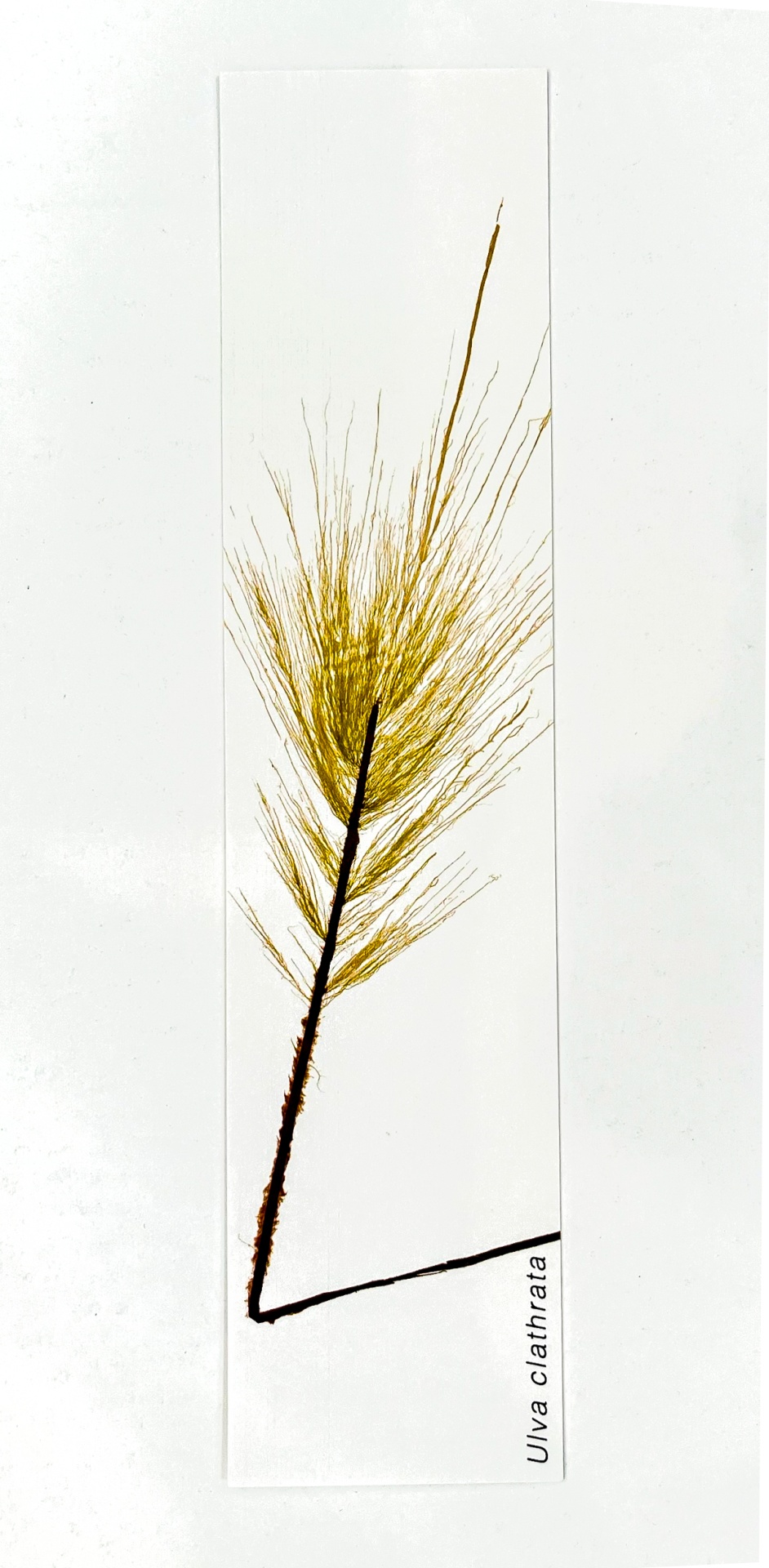 Marcador de Páginas Algas