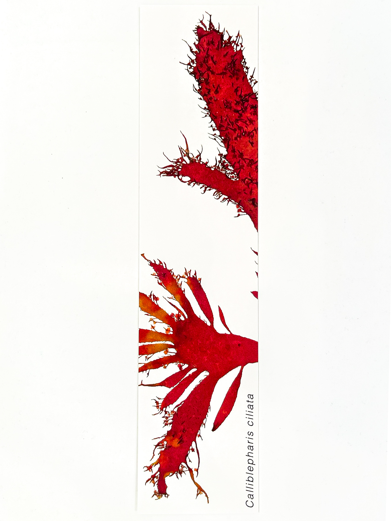 Marcador de Páginas Algas