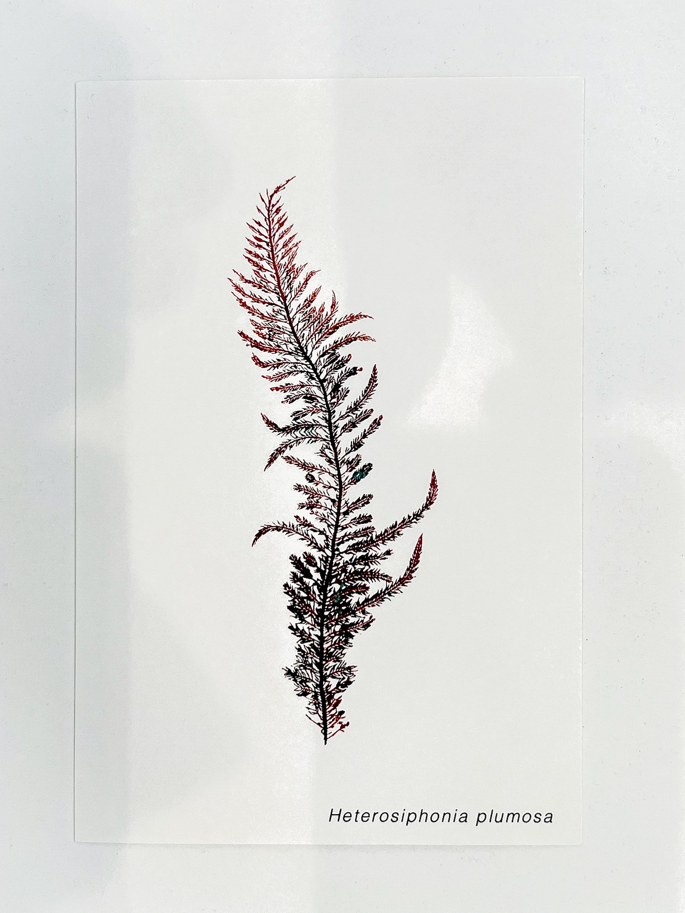 Postal de Algas Marinhas