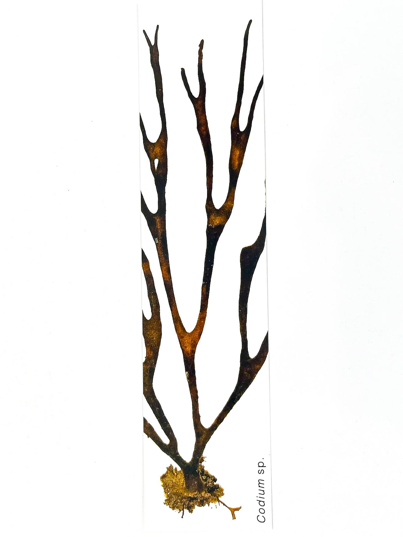 Marcador de Páginas Algas