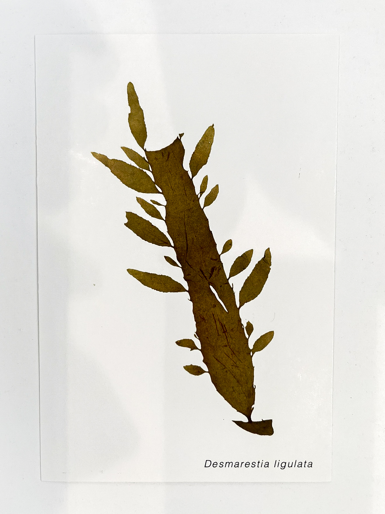 Postal de Algas Marinhas