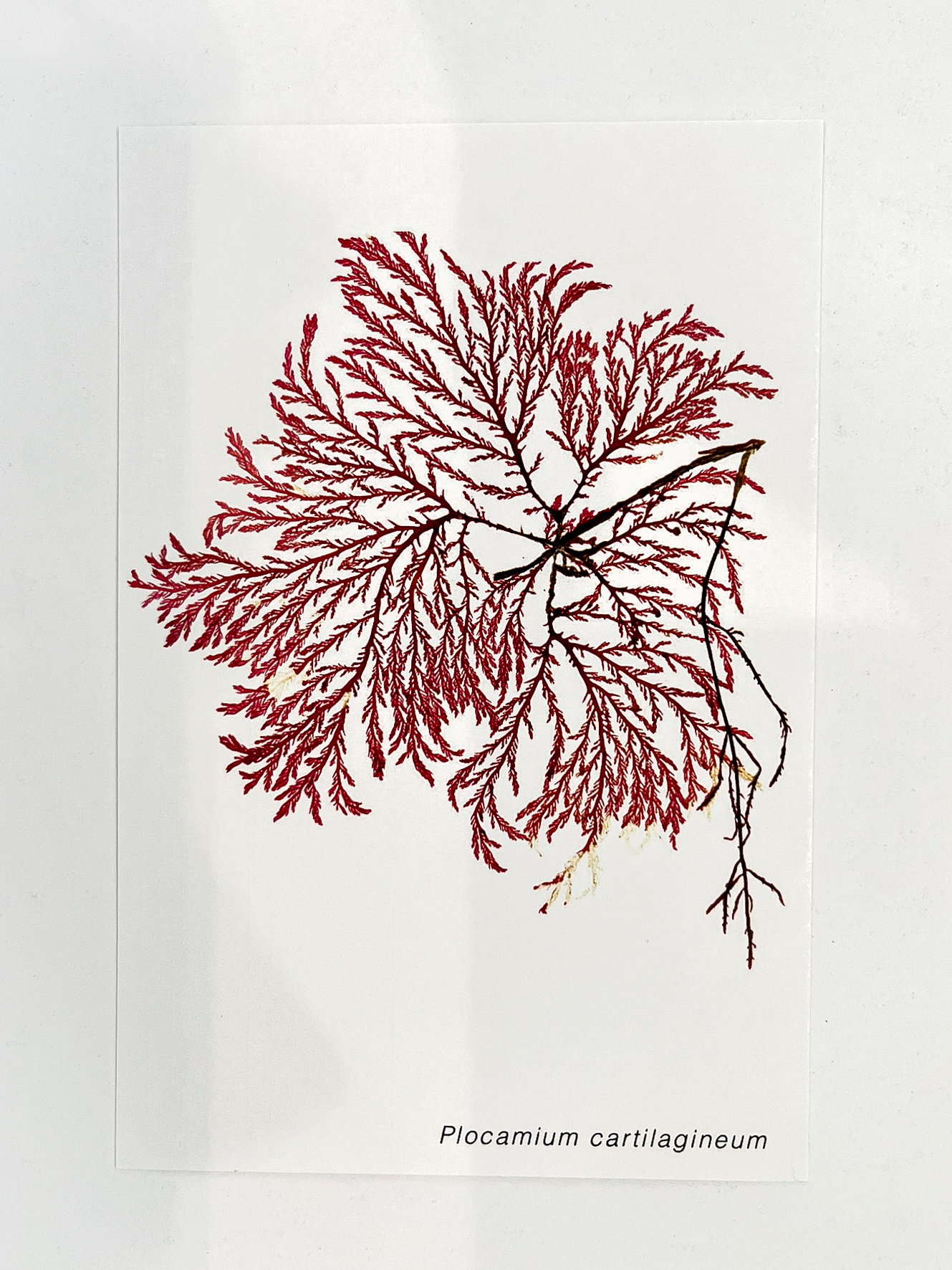 Postal de Algas Marinhas