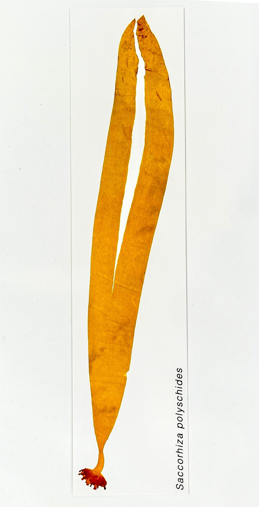 Marcador de Páginas Algas