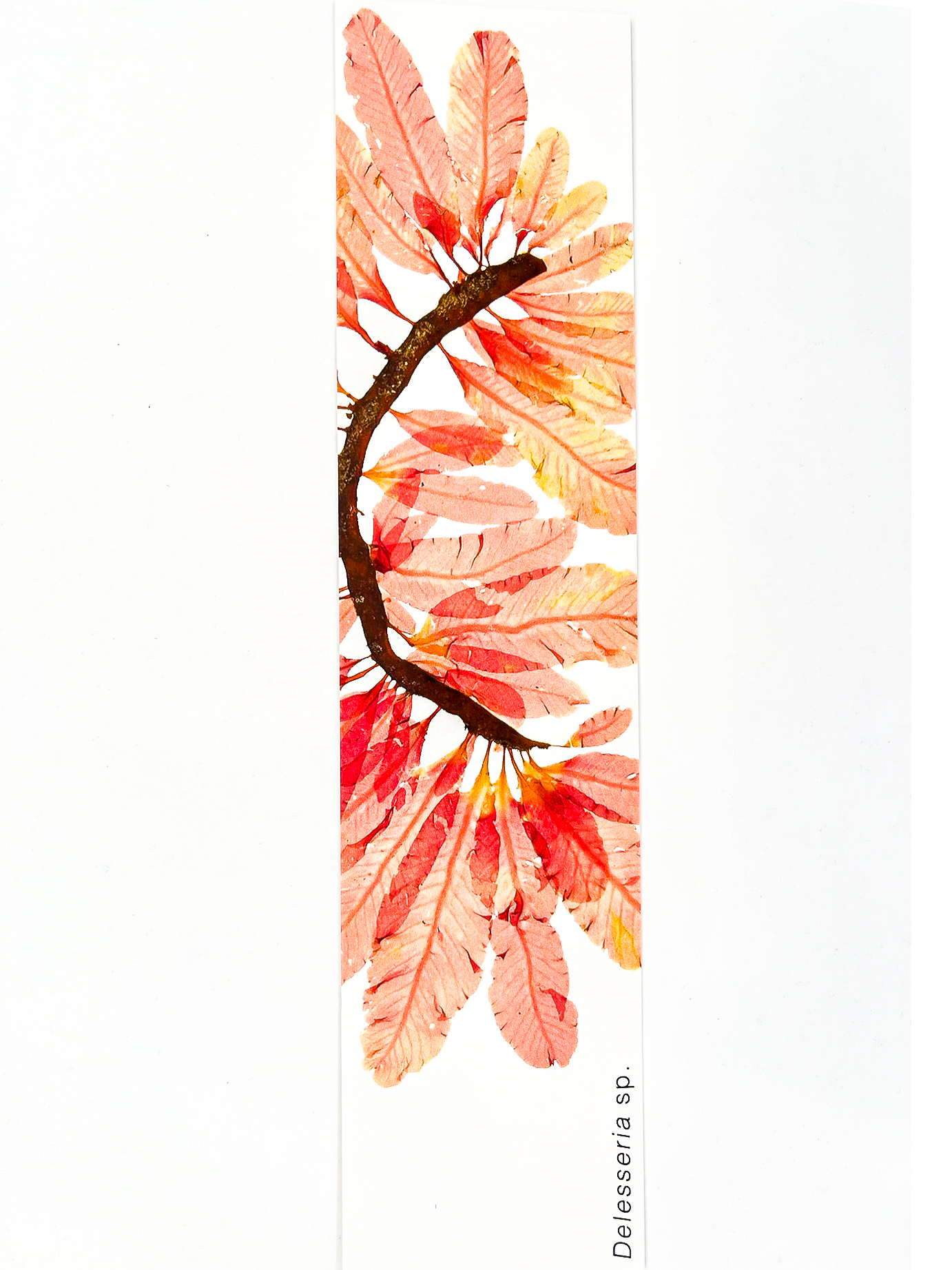 Marcador de Páginas Algas