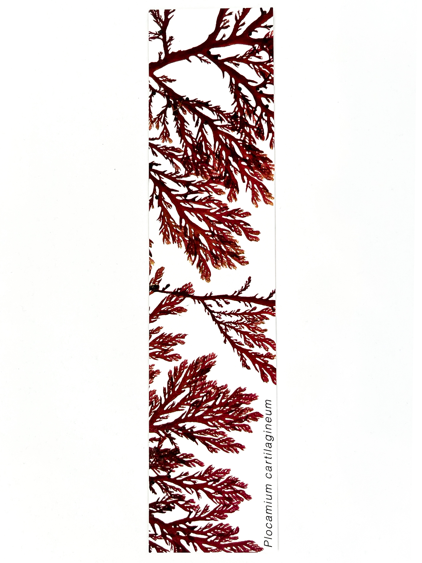 Marcador de Páginas Algas