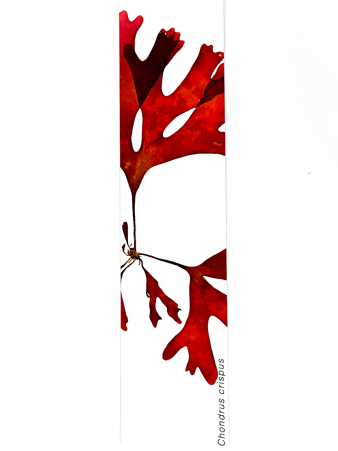 Marcador de Páginas Algas