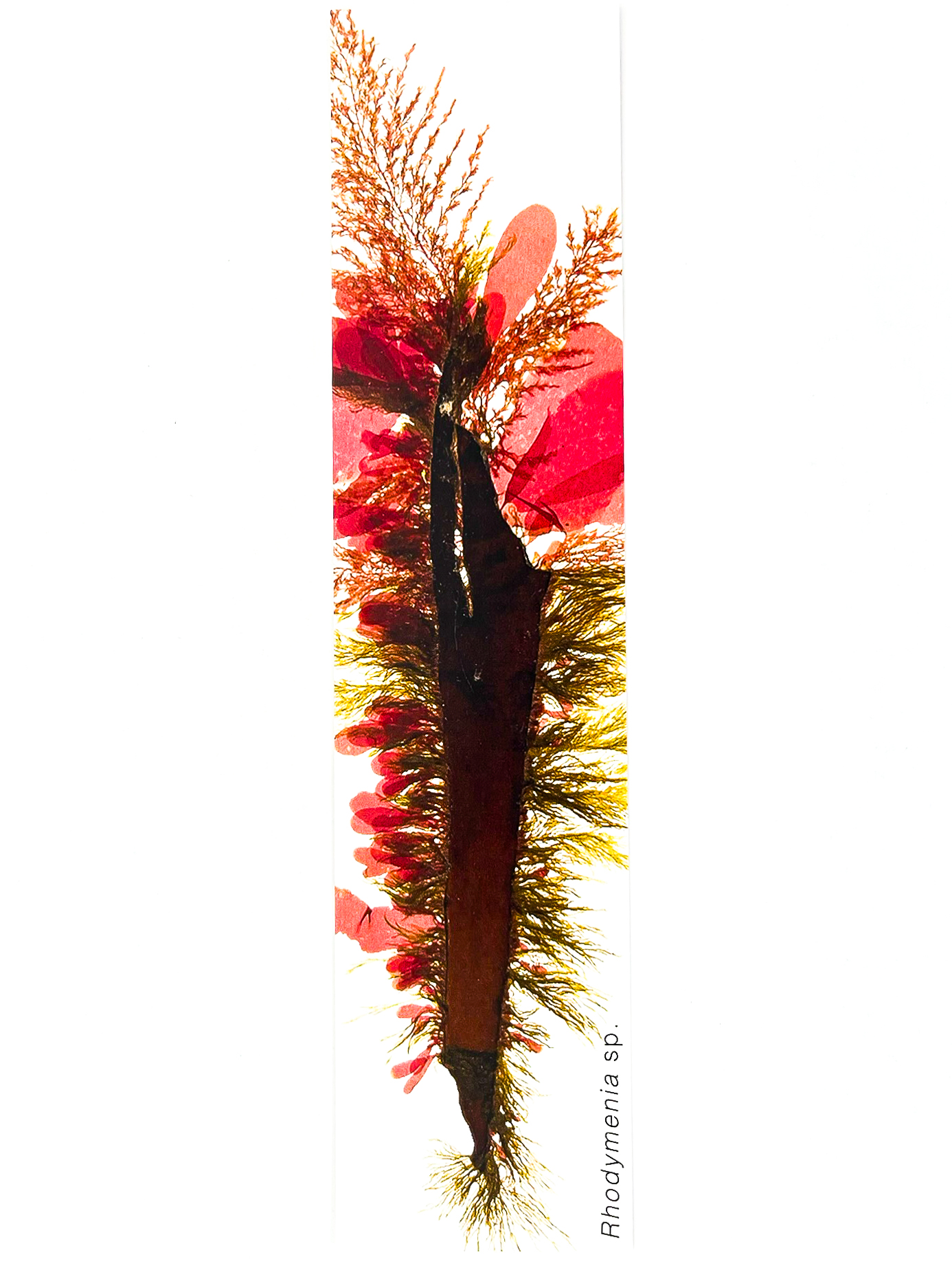 Marcador de Páginas Algas