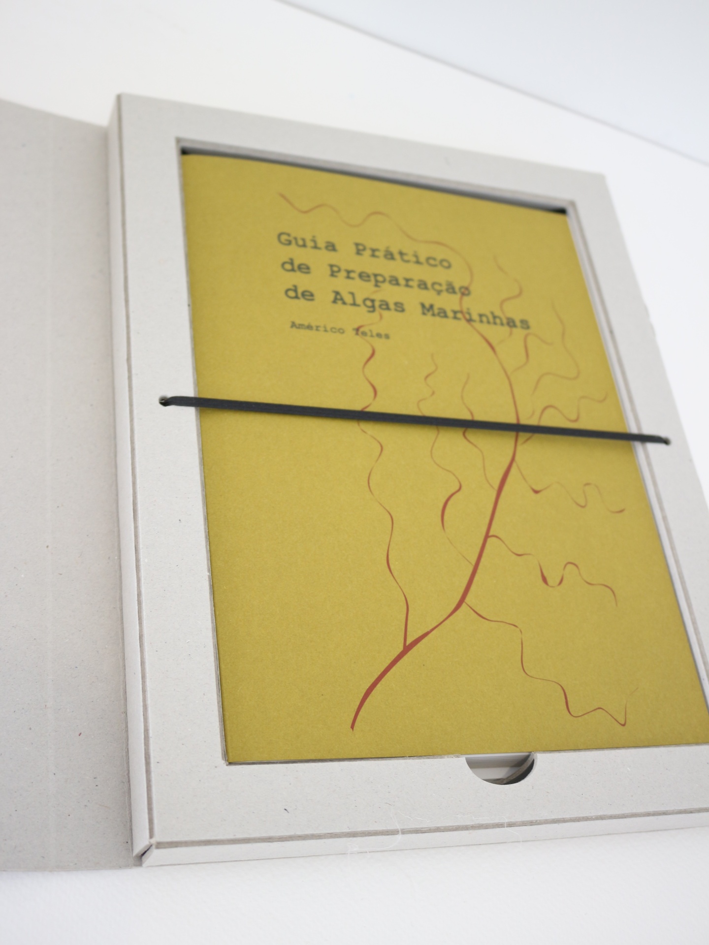 Algas Marinhas - Uma coleção do Museu Marítimo de Ílhavo