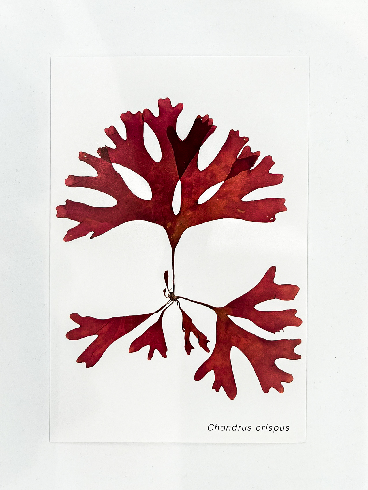 Postal de Algas Marinhas