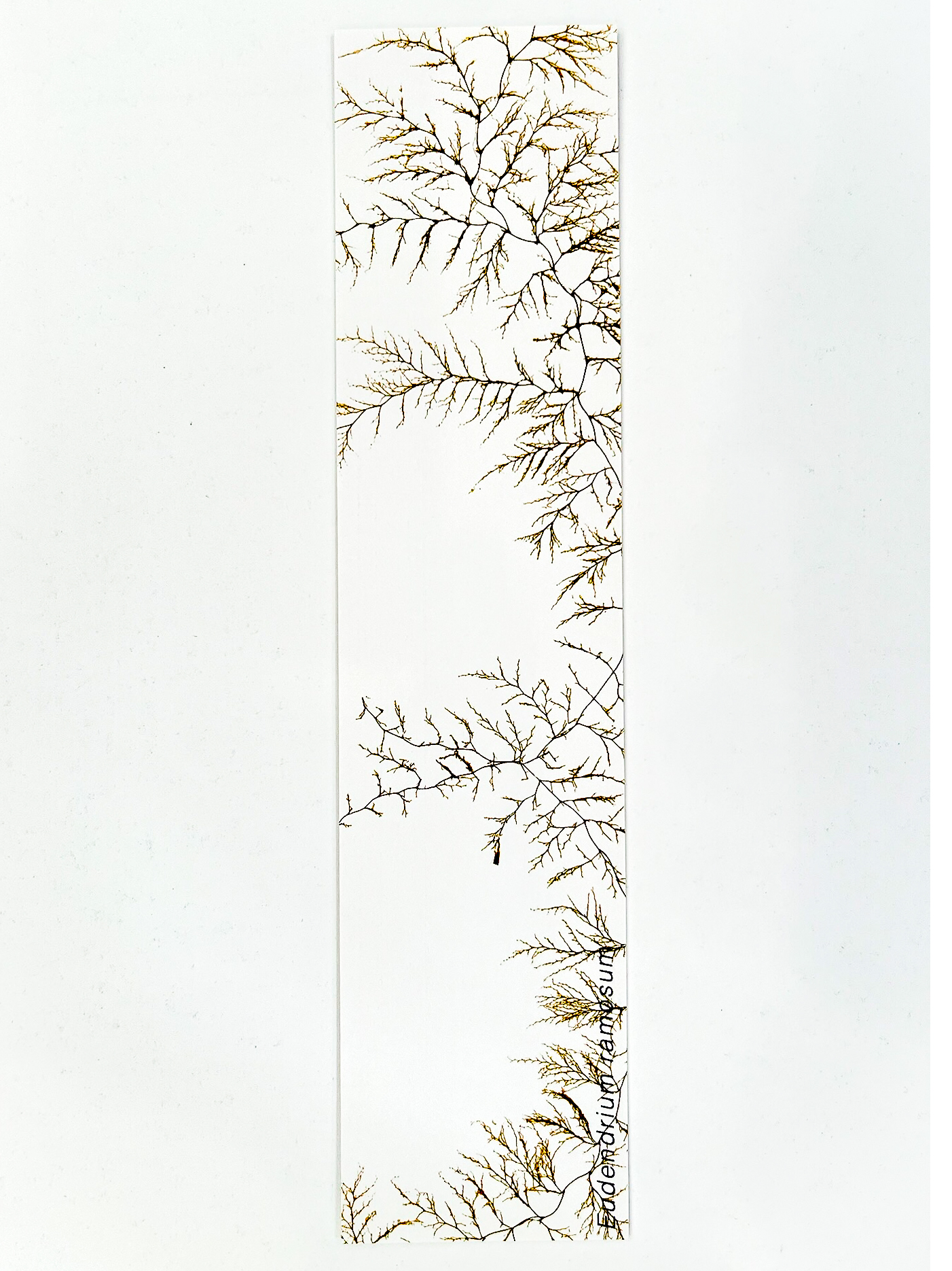 Marcador de Páginas Algas