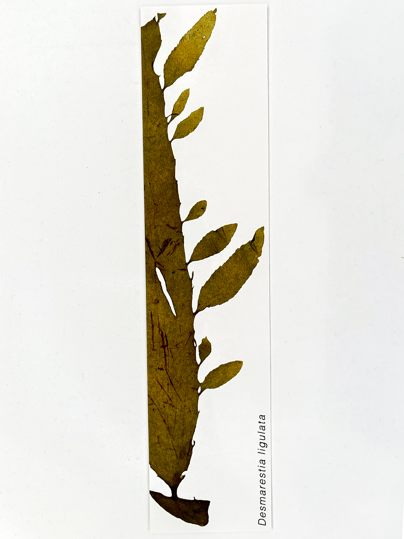 Marcador de Páginas Algas