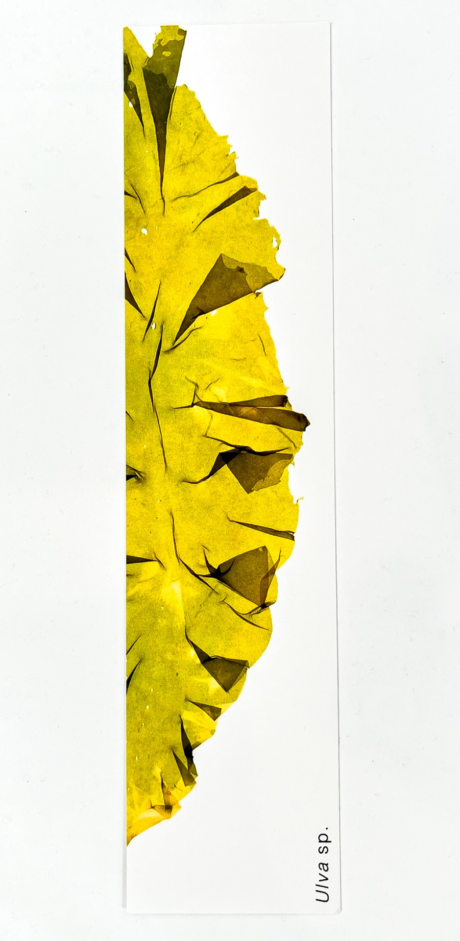 Marcador de Páginas Algas