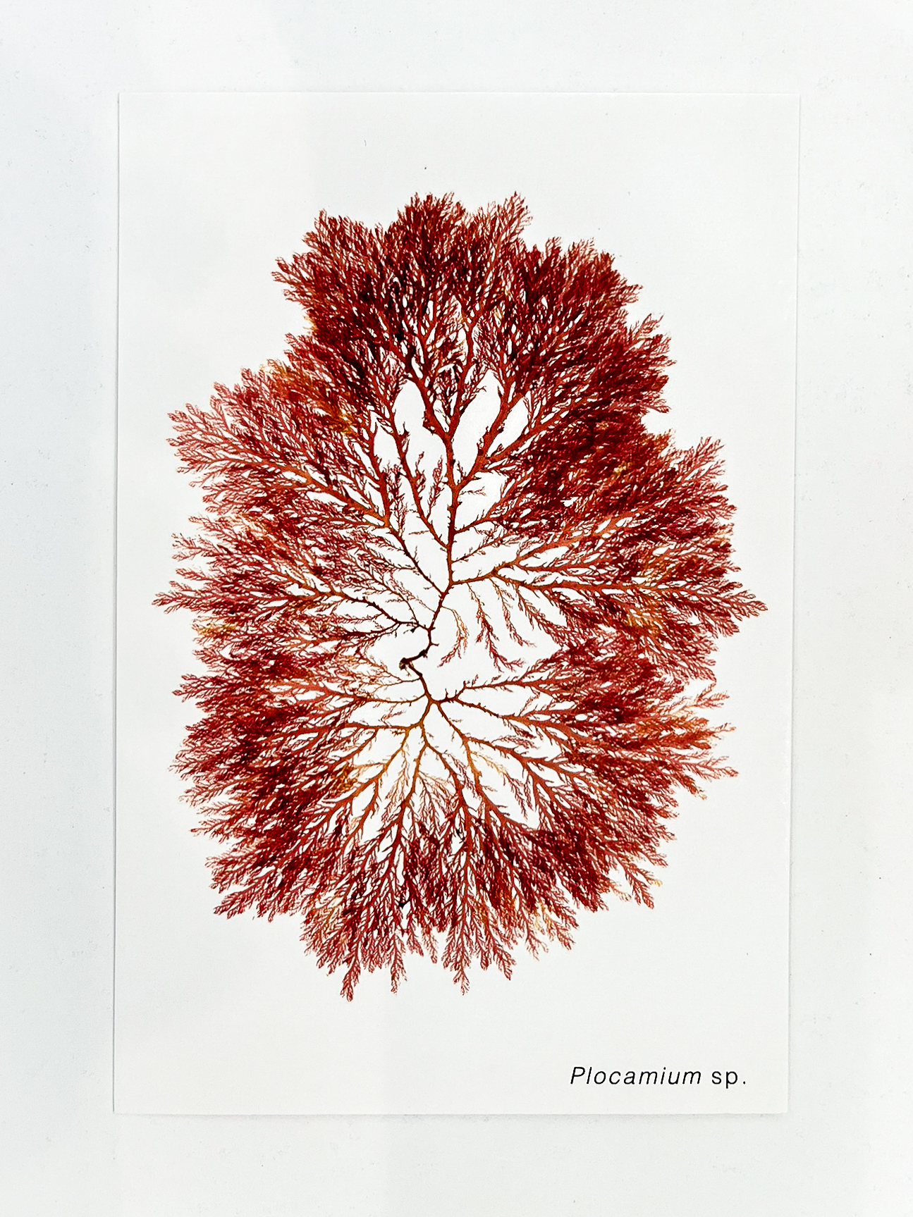 Postal de Algas Marinhas