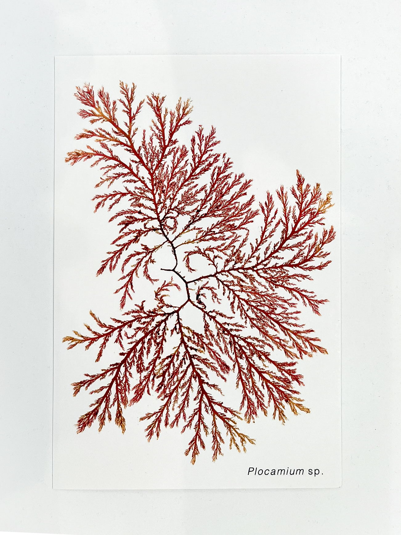 Postal de Algas Marinhas