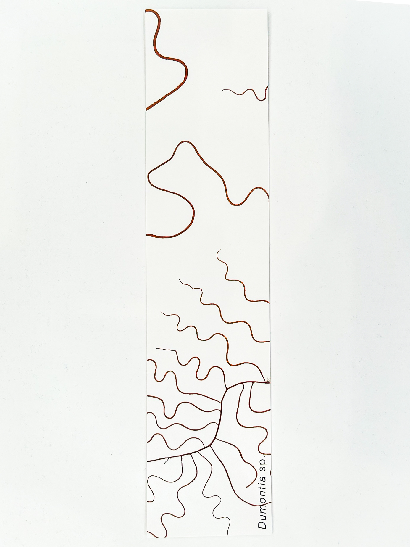 Marcador de Páginas Algas