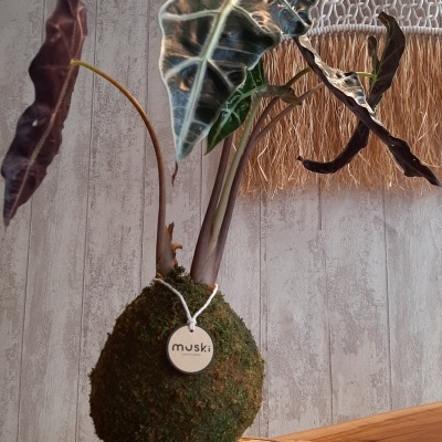 Base Madeira | Grande