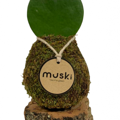 BASE MADEIRA | Pequena