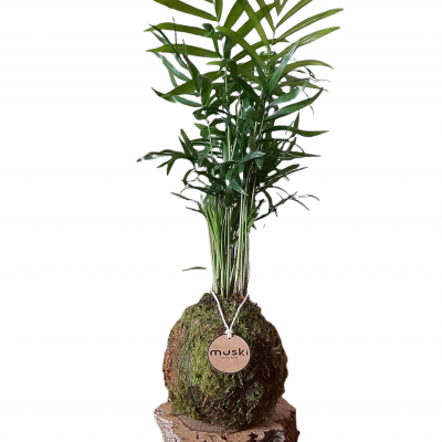 BASE MADEIRA | Média