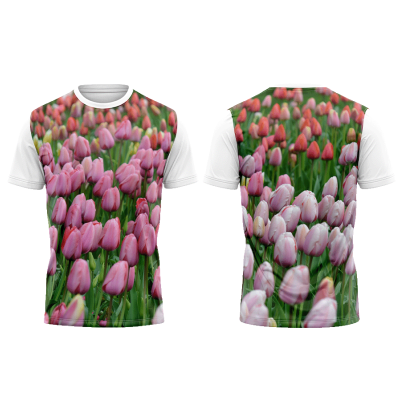 TT02#01 - Campo de Túlipas