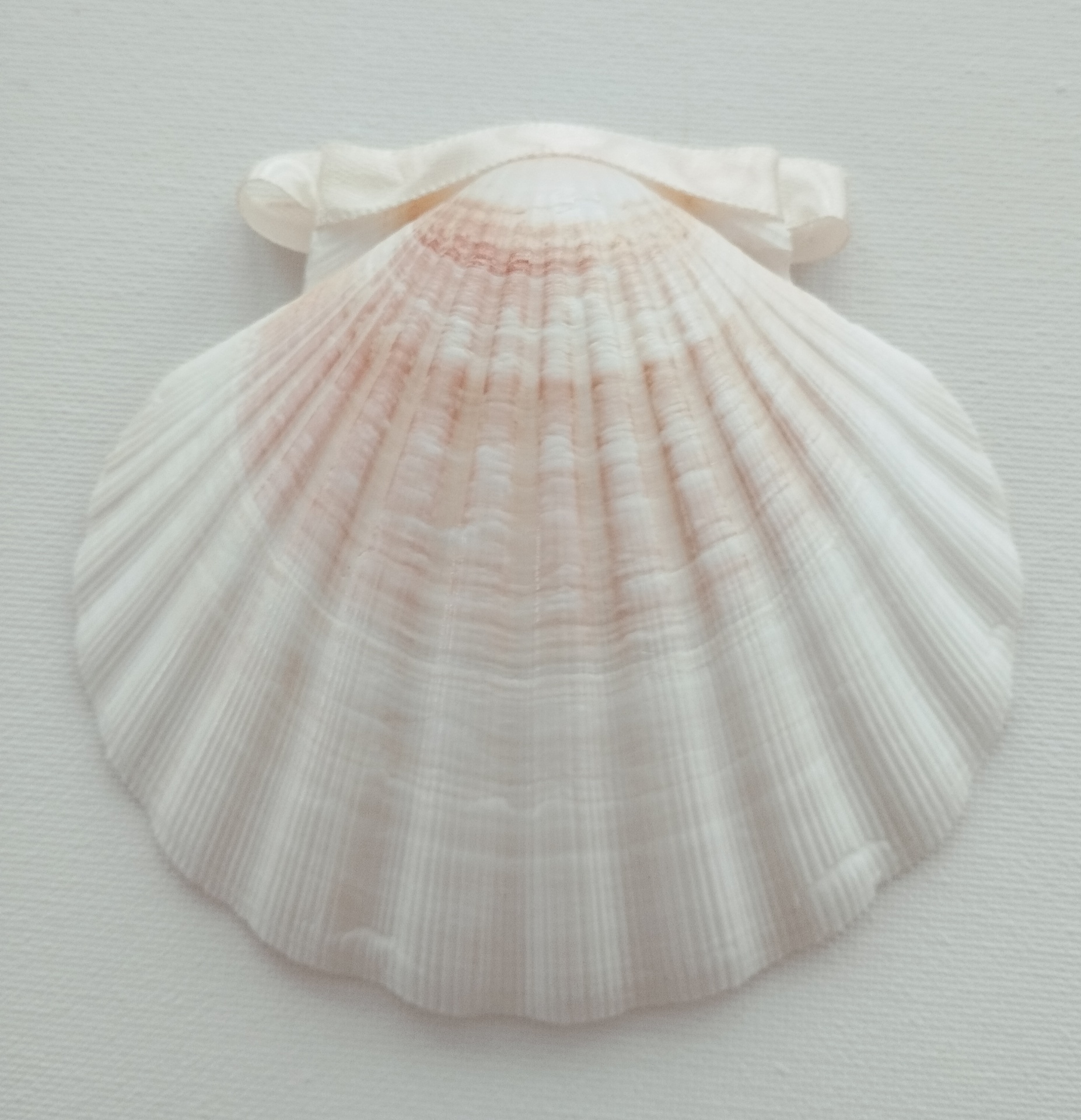 Concha Batismo Pérola Concha Batismo Pérola